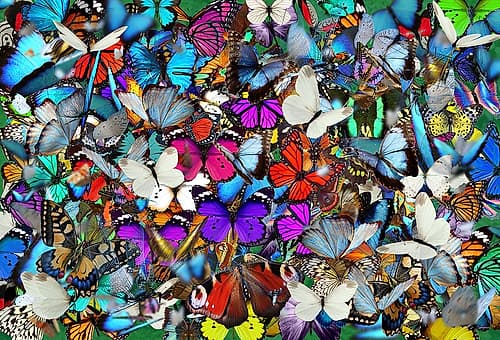 A Thousand Butterflies came out to Play Art Print