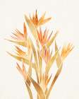 Bird of Paradise Metallic Art Print