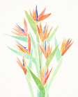 Birds of Paradise 2 Art Print