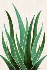 Desert Agave 4 Art Print