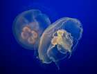 Moon Jelly