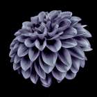 Dahlia blue Art Print