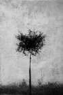 Tree in black and white Art Print