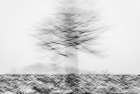 Moving tree in the snow Art Print