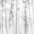 Poetic forest Art Print