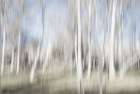 Moving birch trees Art Print