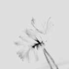 Moody flower 2 Art Print