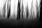 Dancing trees in the fog Art Print