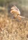 Short eared Owl Art Print