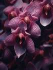 Macro Orchids 1 Art Print