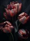 Red Tulips 5 Art Print