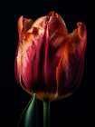 Close Up Tulip 1 Art Print