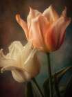 Vintage Flowers 2 Art Print