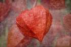 Still life Art Print