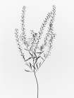 Driead Plant I Art Print