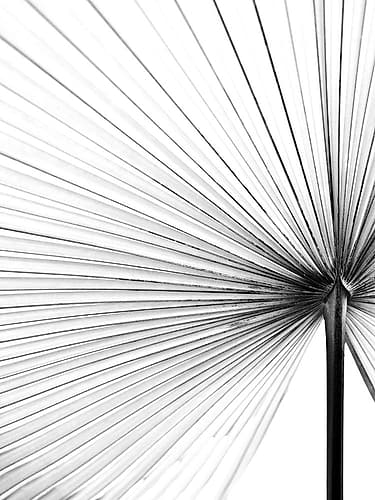 Leaf I Art Print