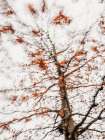 Autumn leaves Art Print