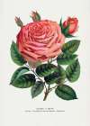 Pink Rose Art Print