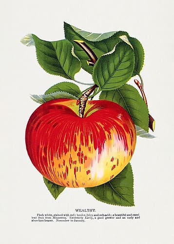 Wealthy Apple Lithograph Art Print