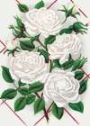 White Rose Art Print