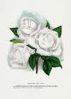 White Rose Art Print
