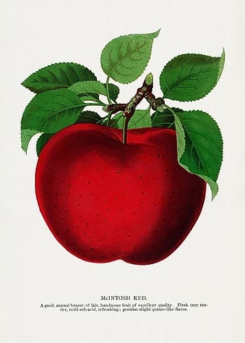 Mcintosh Red Apple Lithograph Art Print