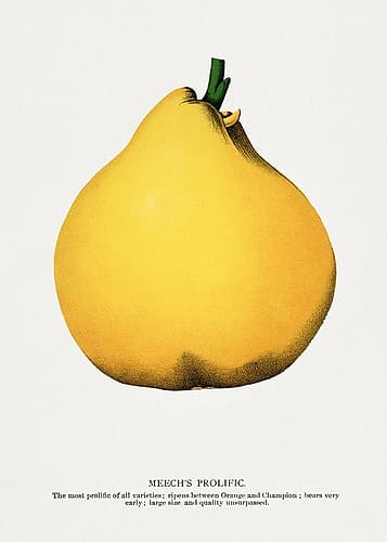 Prolific Pear Lithograph Art Print