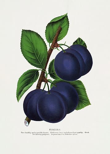 Niagara Plum Lithograph Food Print