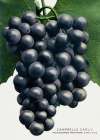 Campbells Early Grape Lithograph Art Print