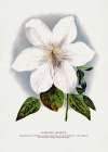 Clematis Flower Lithograph Art Print