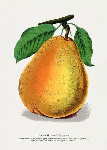 Duchess Dangouleme Pear Lithograph Food Print