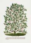 Hardy Magnolia Tree Lithograph Art Print