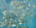 Vincent Van Goghs Almond Blossom (1890) Art Print