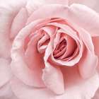 Pink Rose Art Print