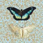 Butterflies Art Print
