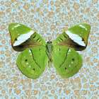 Butterfly #8 Art Print