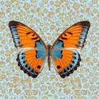 Butterfly #9 Art Print
