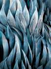 Mexican Blue Glow Agave Abstract Art Print