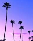 Palm Tree Sunset Art Print
