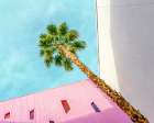 Palm Tree Lookup Art Print