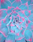 Blue and Pink Succulent Art Print