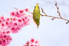 Early spring Art Print