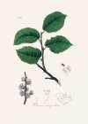 Ulmus Campestris Medical Botany Art Print