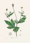 Wood Avens (geum Urbanum)  Medical Botany Art Print