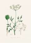 Aniseed (pimpinella Anisum) Medical Botany Art Print