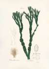 Bladder Wrack (fucus Vesiculosus)  Medical Botany Art Print
