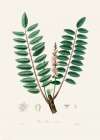 Boswellia Serrata Medical Botany Art Print