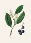 Cherry Laurel (prunus Laurocerasus) Medical Botany Art Print