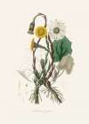 Coltsfoot (tussilago Farfara)  Medical Botany Art Print