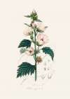 Common Marshmallow (althea Officinalis) Medical Botany Art Print